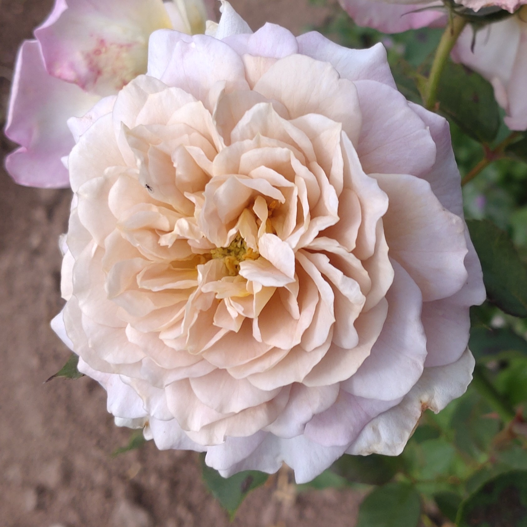 Pastel Antique – Bild 23