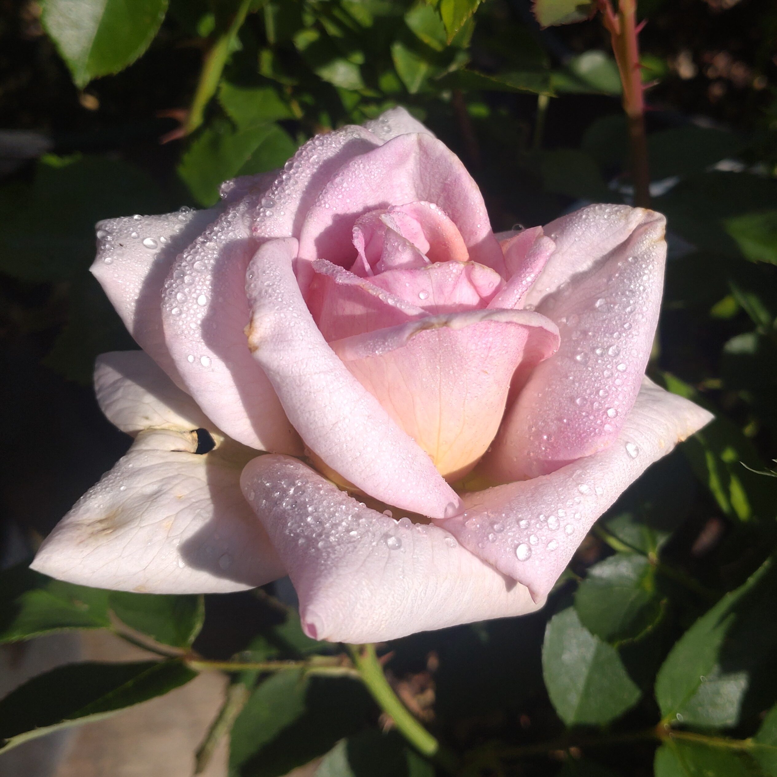 Pastel Antique – Bild 25