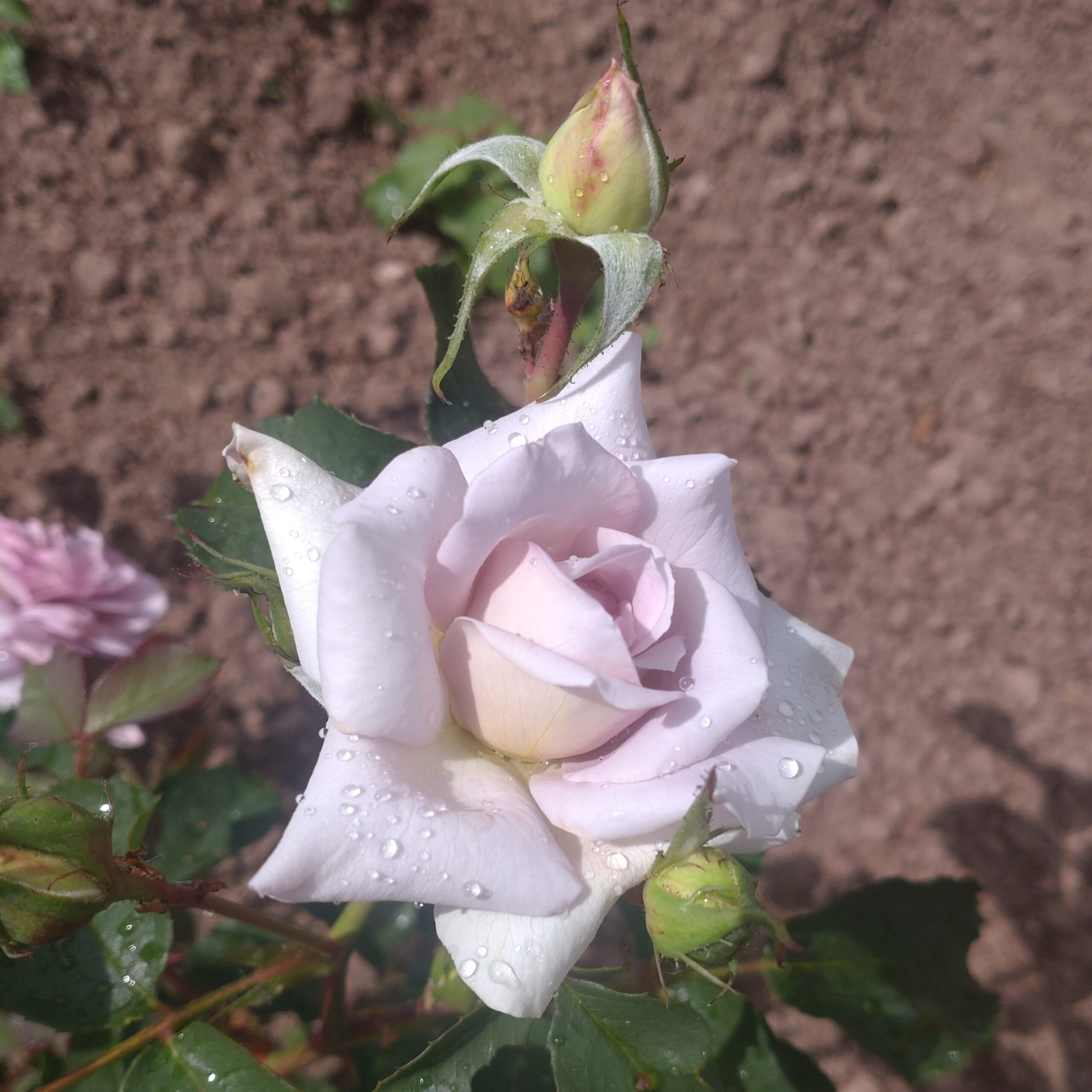 Pastel Antique – Bild 26