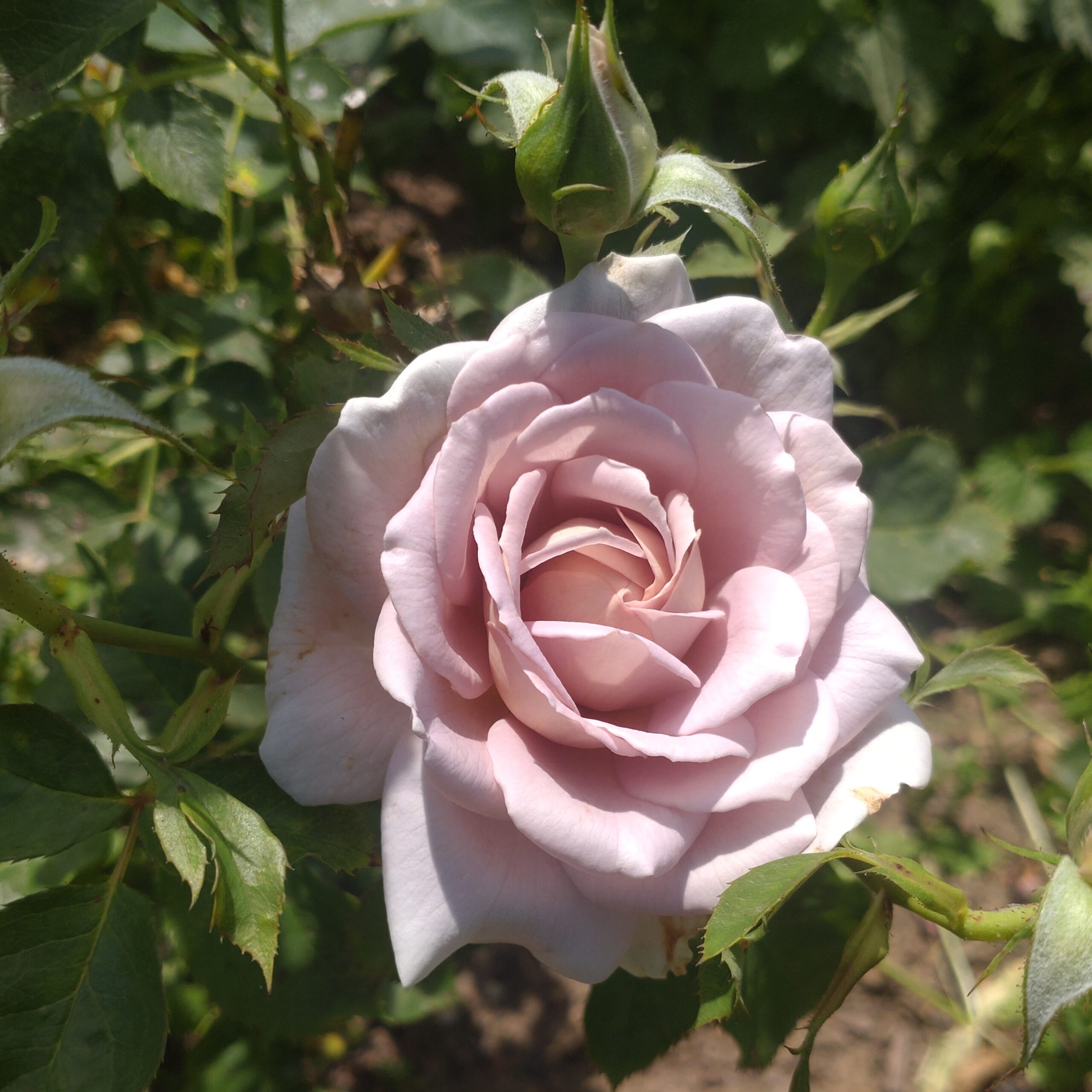Pastel Antique – Bild 27