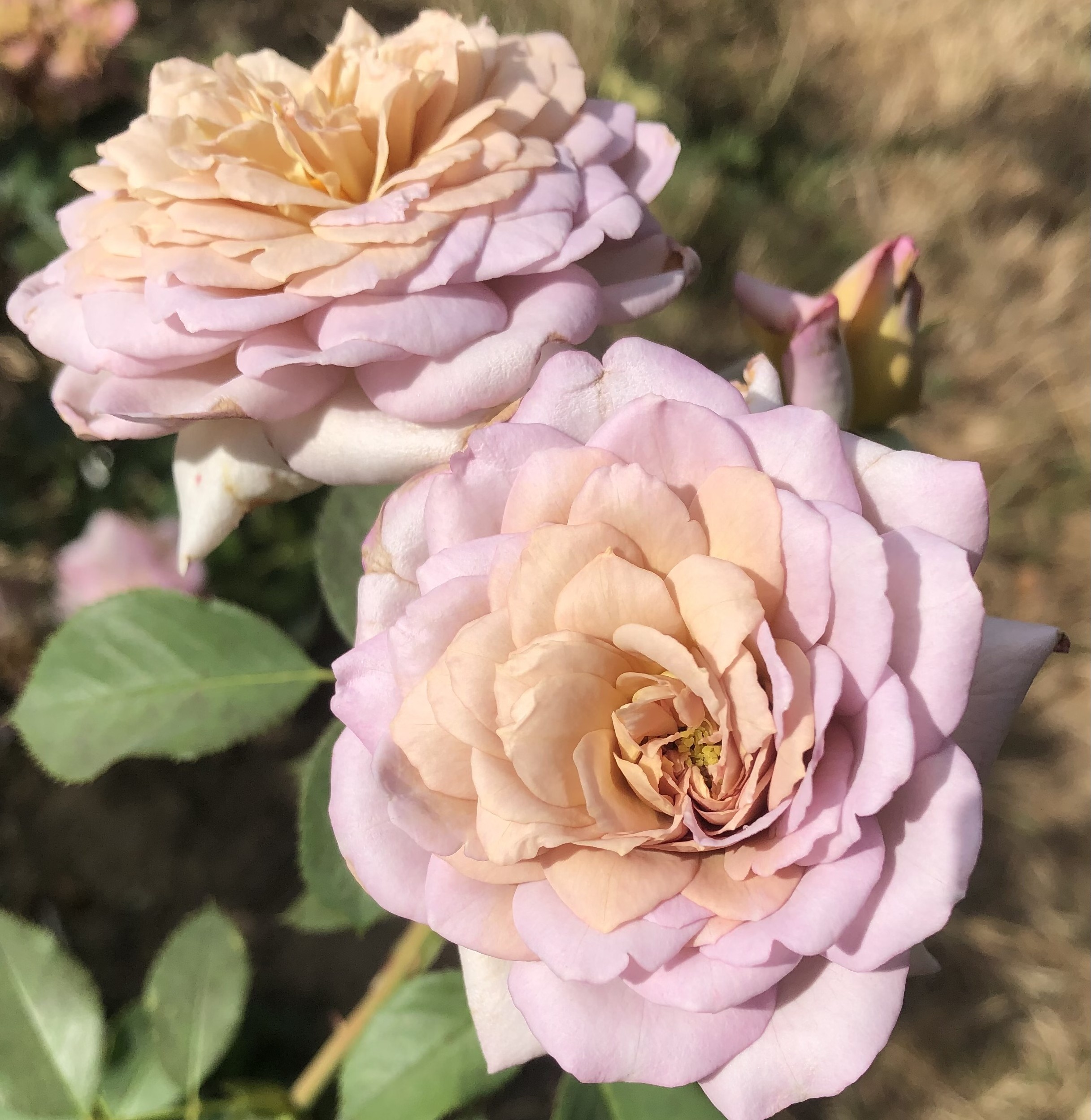 Pastel Antique – Bild 28