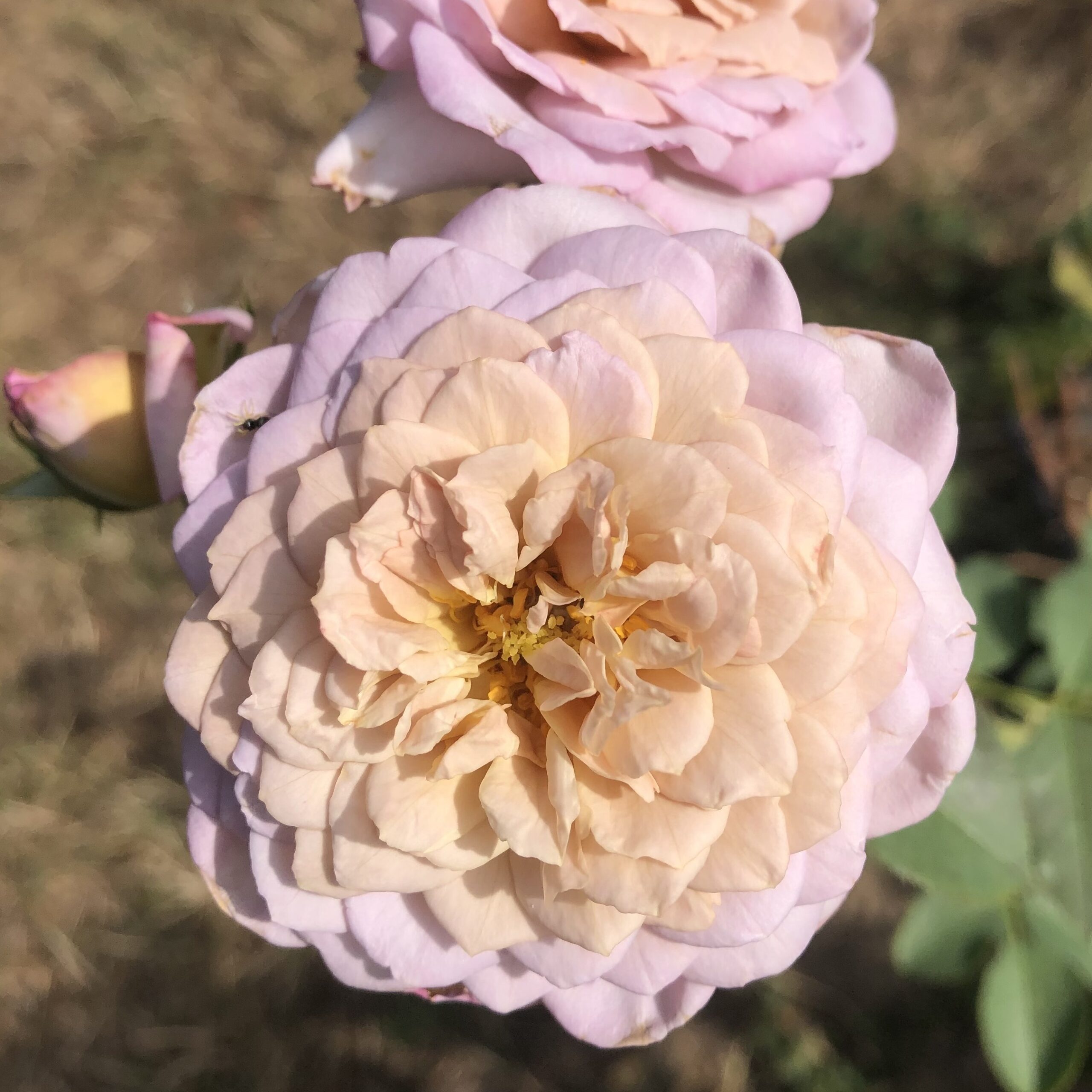 Pastel Antique – Bild 12