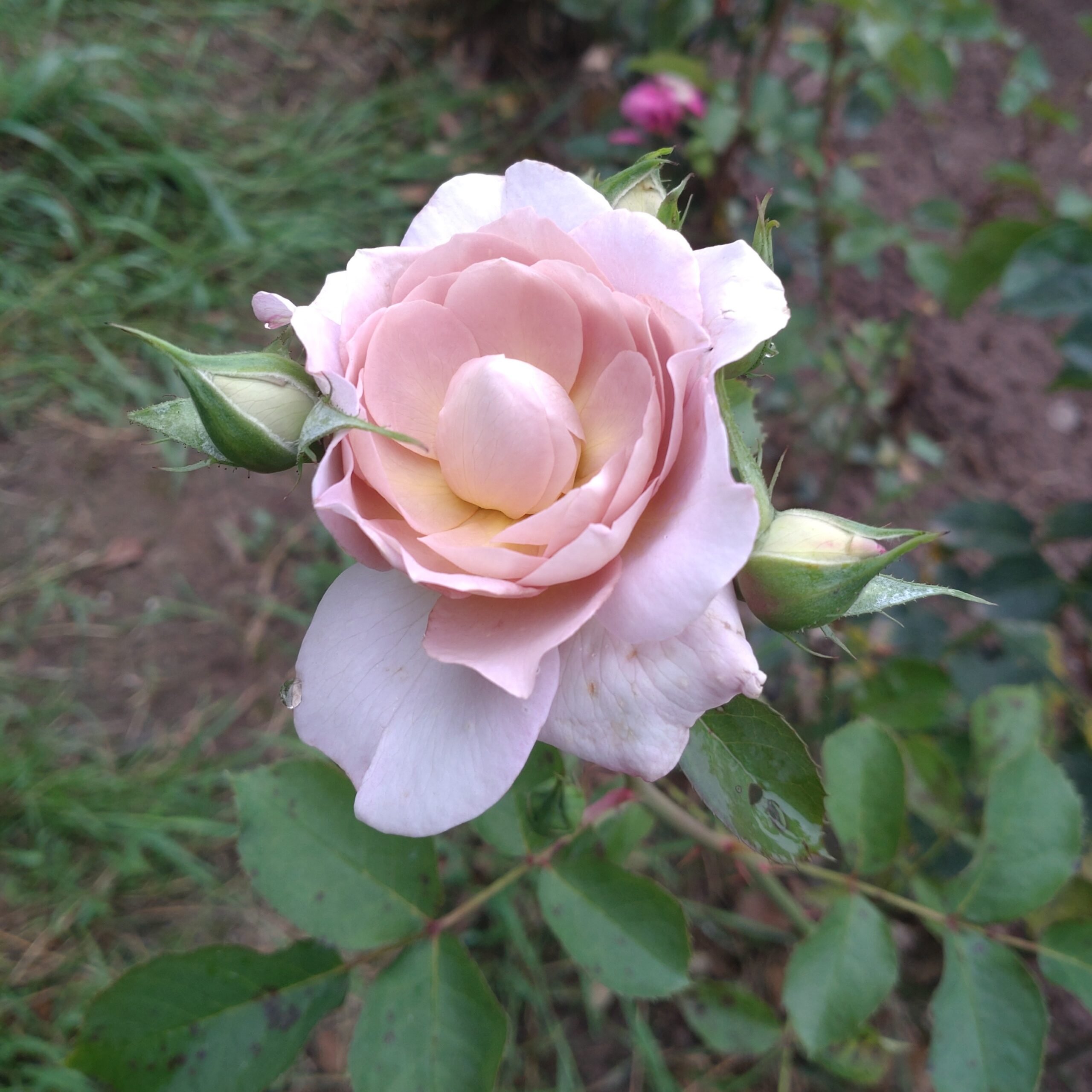 Pastel Antique – Bild 13