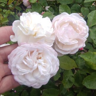 Perfume Dreams