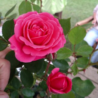 Pink Perpetué