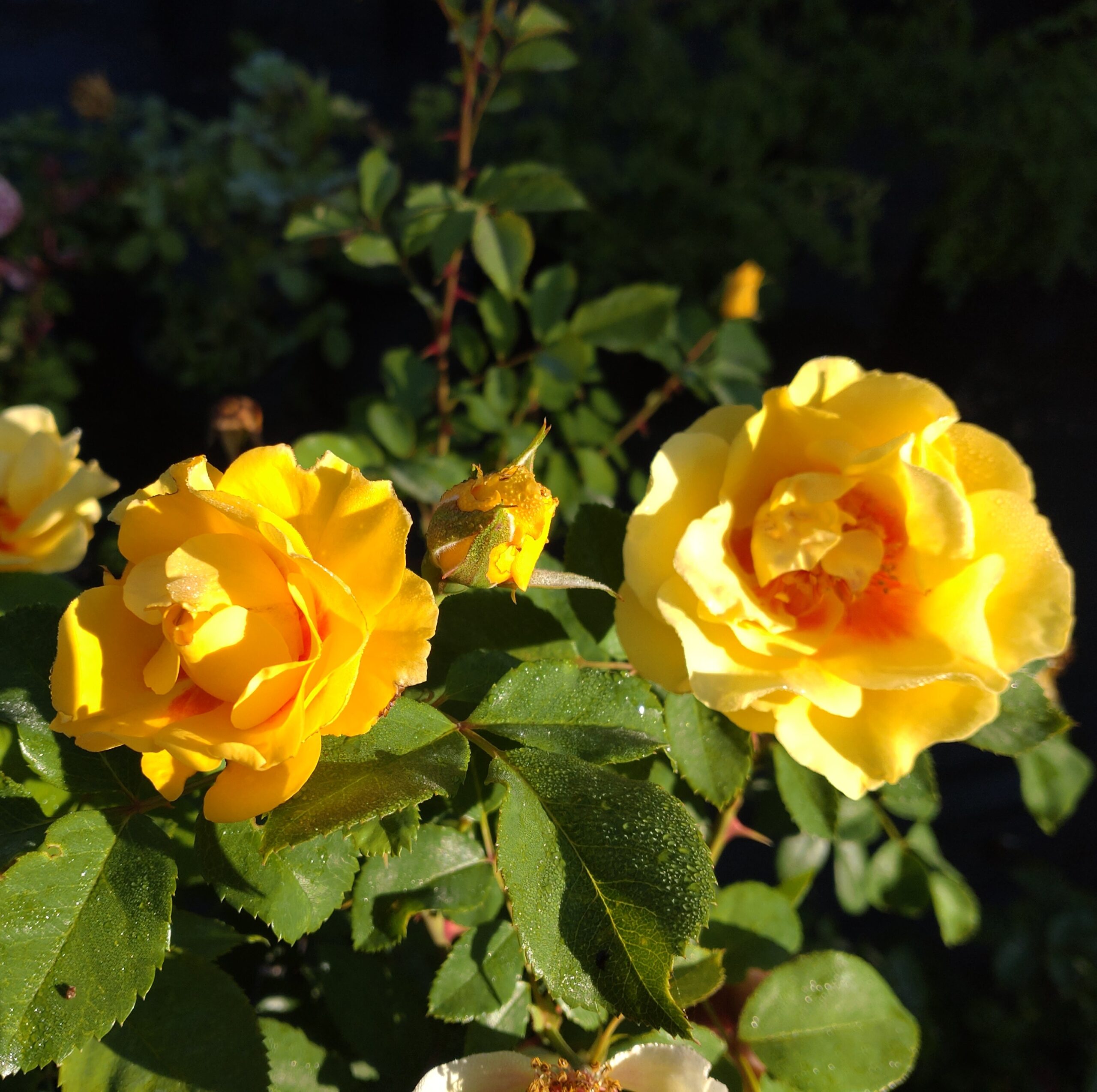 Shining High – Bild 3