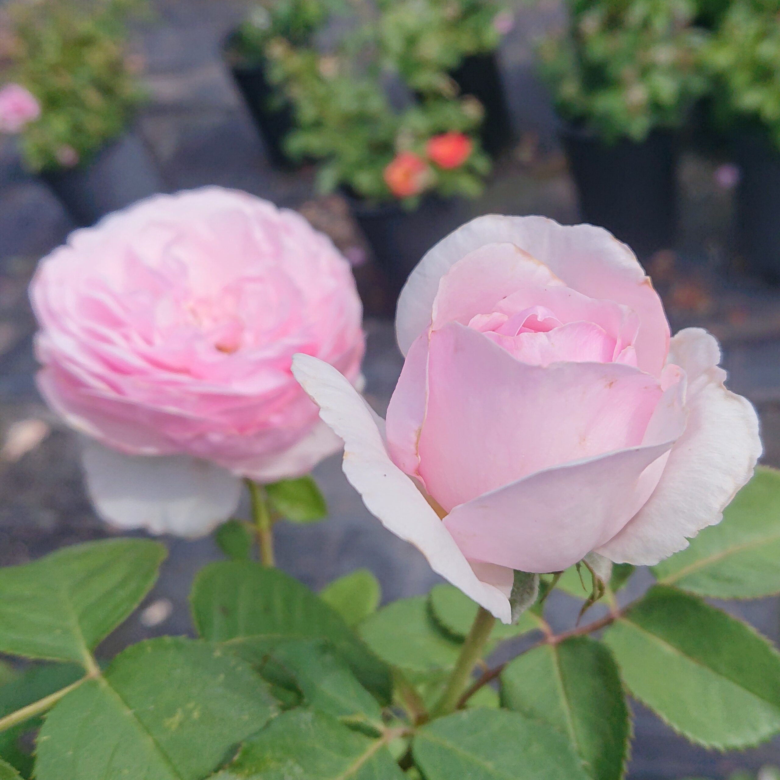 Olivia Rose Austin – Bild 4
