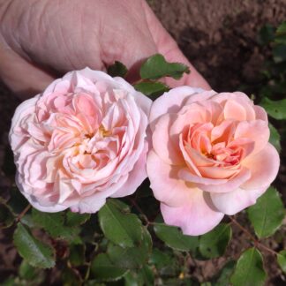 Peach ´n Pink